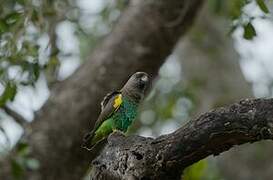 Meyer's Parrot