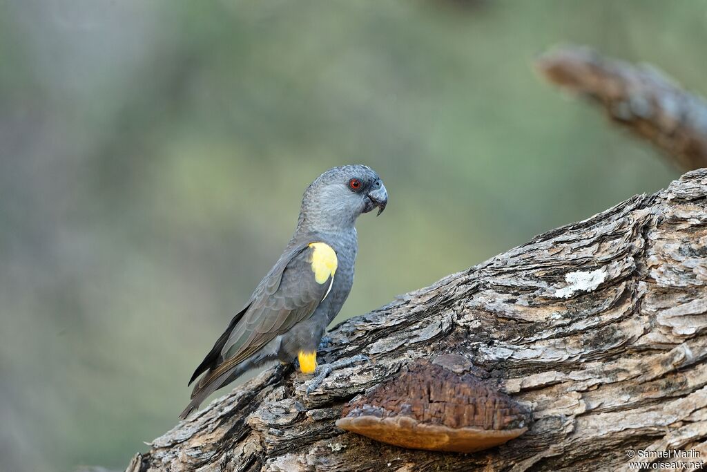 Rüppell's Parrotadult