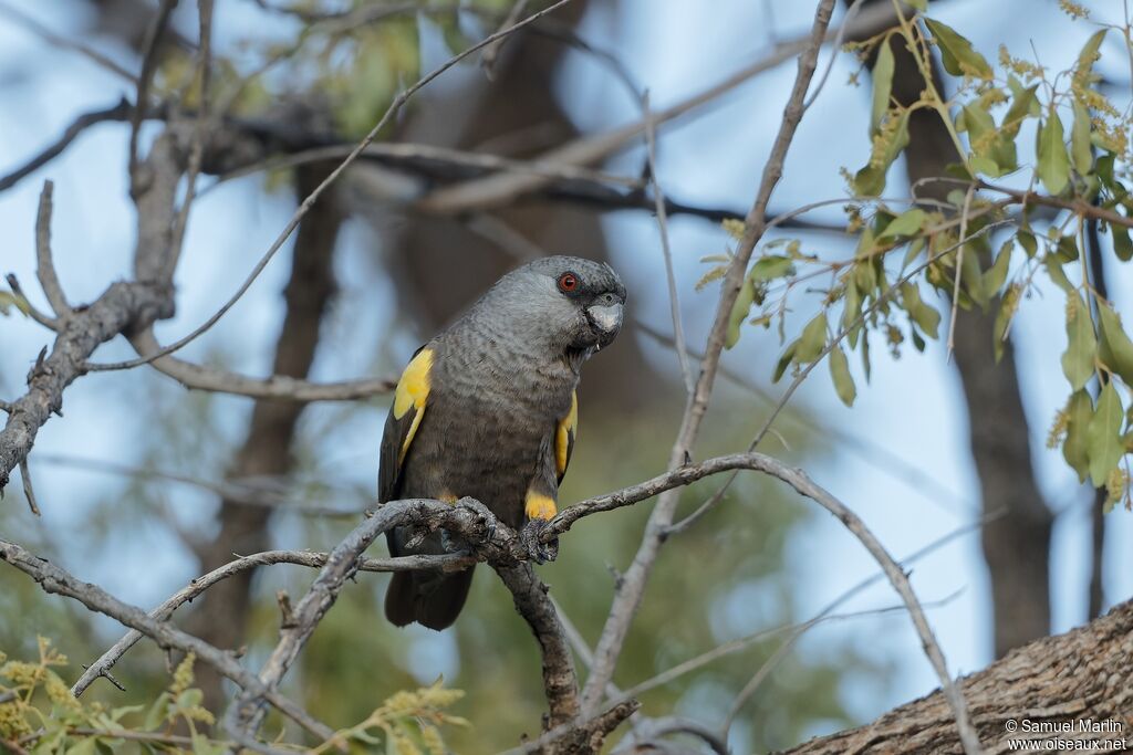 Rüppell's Parrotadult