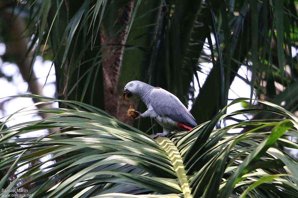 Grey Parrot male adult, habitat, pigmentation, eats