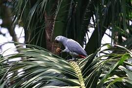 Grey Parrot