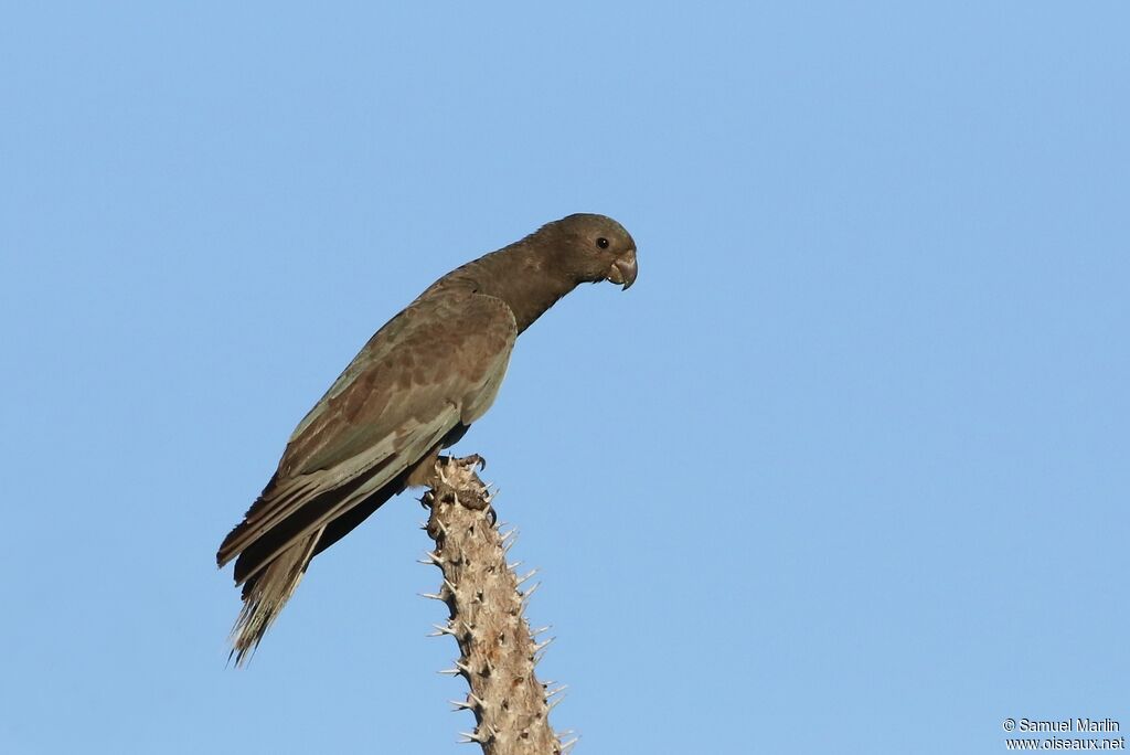 Lesser Vasa Parrotadult