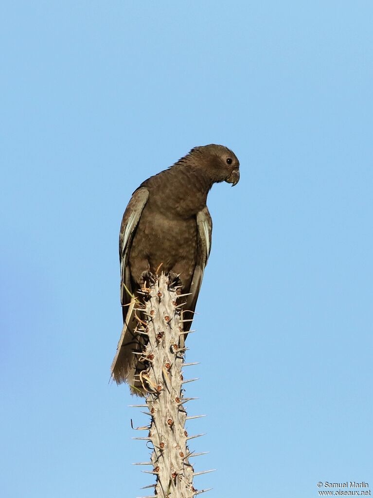 Lesser Vasa Parrotadult