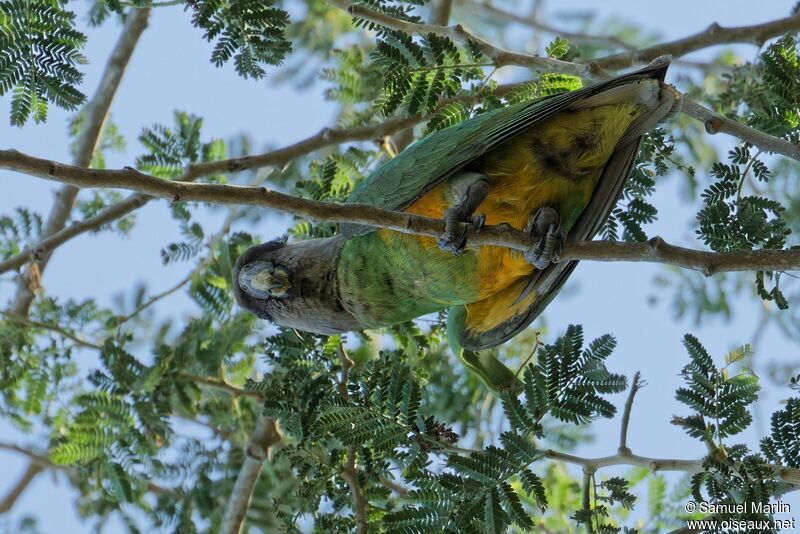 Senegal Parrot