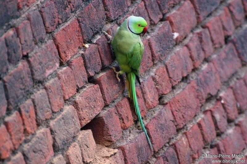 Rose-ringed Parakeet