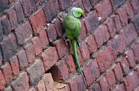 Rose-ringed Parakeet