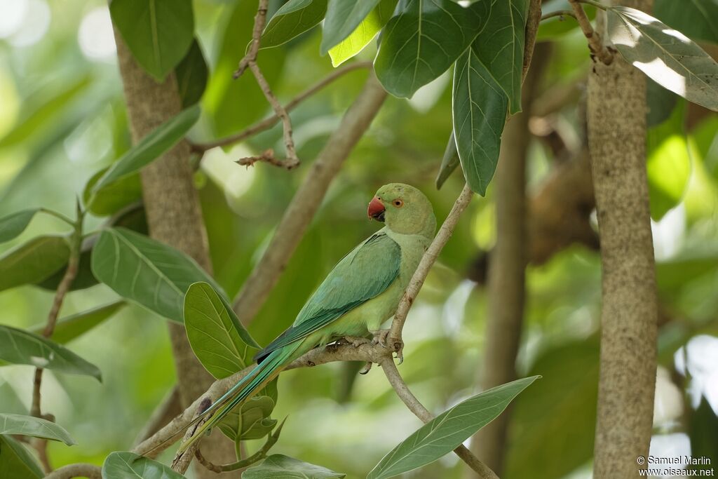 Rose-ringed Parakeetadult