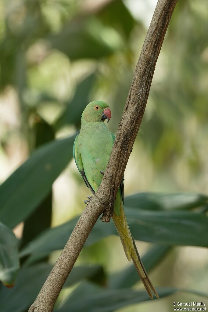 Rose-ringed Parakeetadult