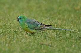 Red-rumped Parrot