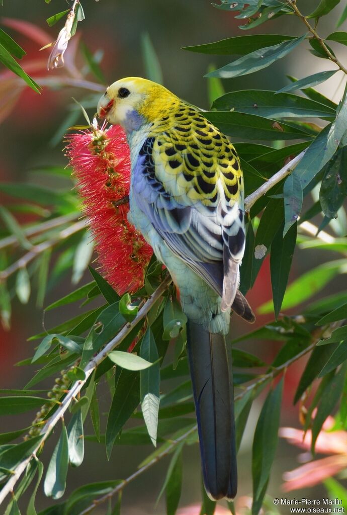 Pale-headed Rosellaadult