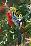 Pale-headed Rosella