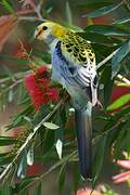 Pale-headed Rosella