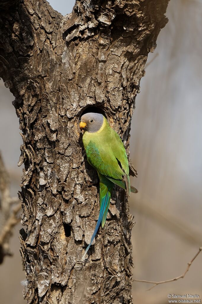 Plum-headed Parakeet female adult