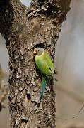 Plum-headed Parakeet