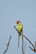 Plum-headed Parakeet