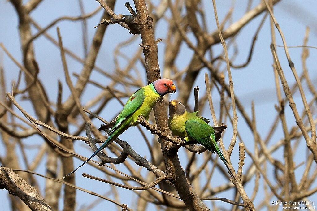 Plum-headed Parakeetadult