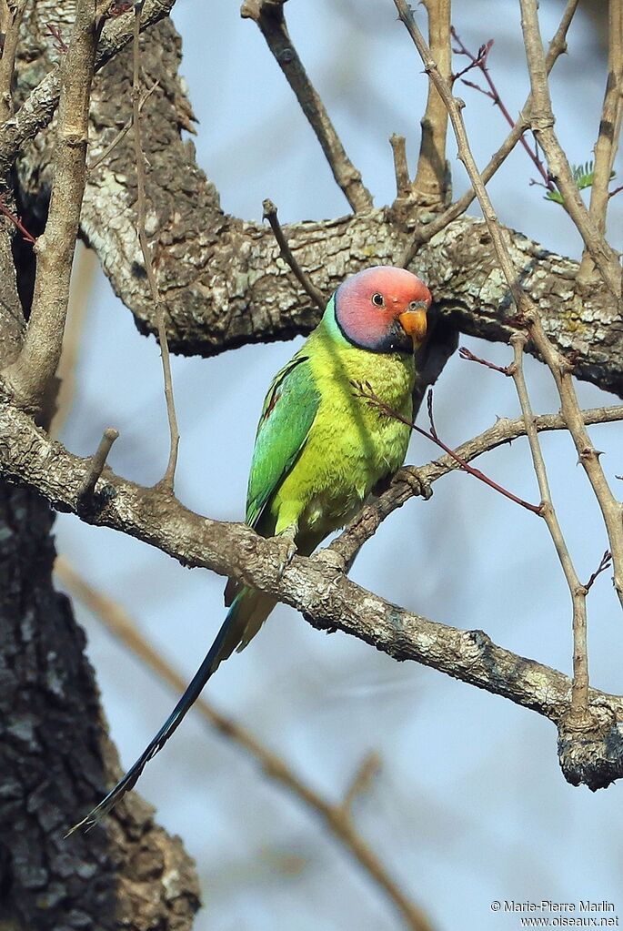 Plum-headed Parakeet male adult