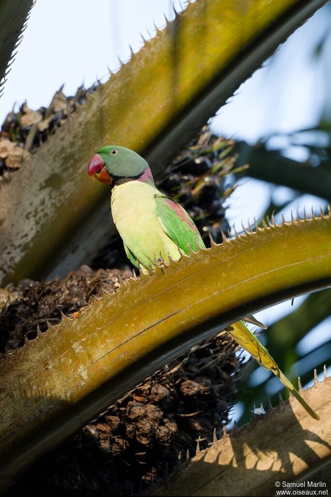 Alexandrine Parakeetadult