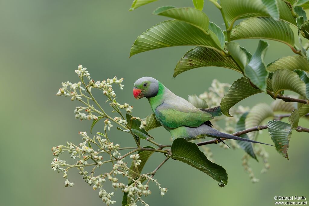 Layard's Parakeet