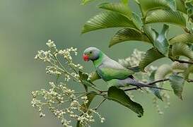 Layard's Parakeet