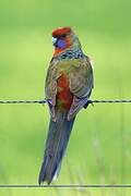 Crimson Rosella