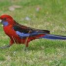 Perruche de Pennant
