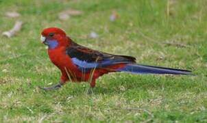 Crimson Rosella