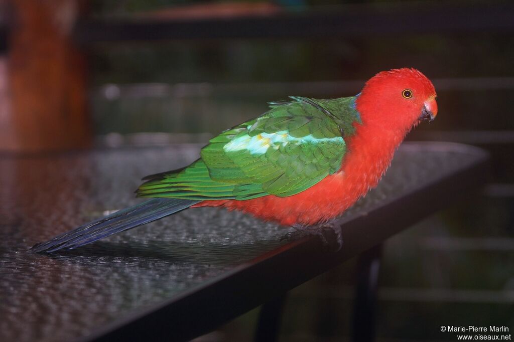 Australian King Parrot