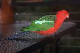 Australian King Parrot