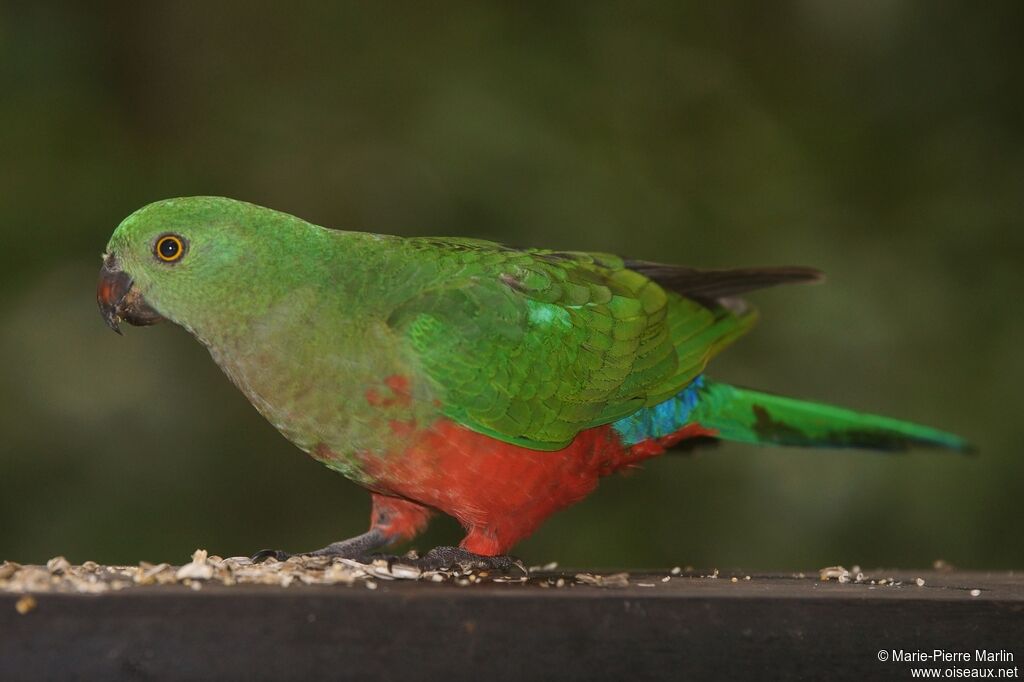 Australian King Parrot female adult