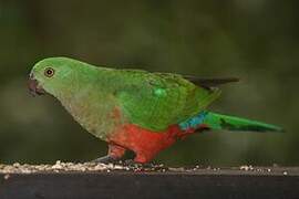 Australian King Parrot