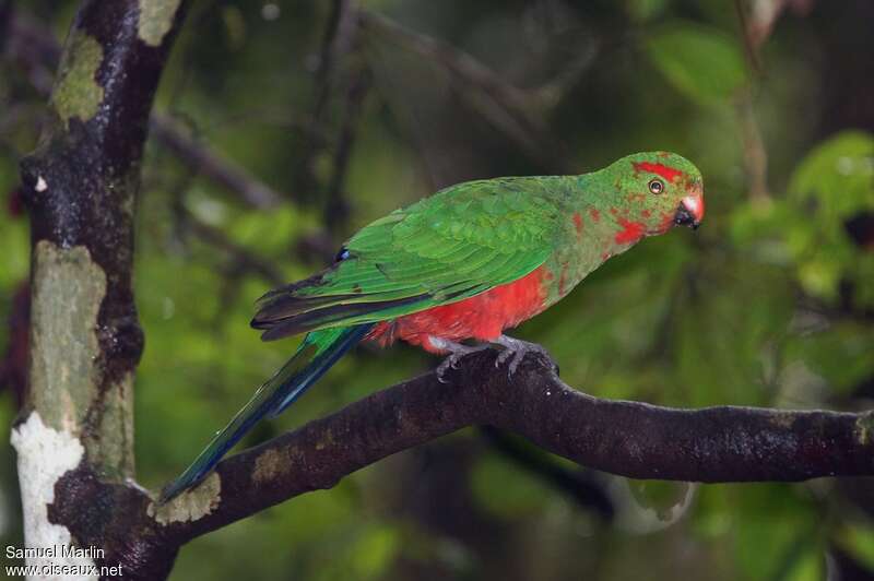Australian King Parrot male immature, identification