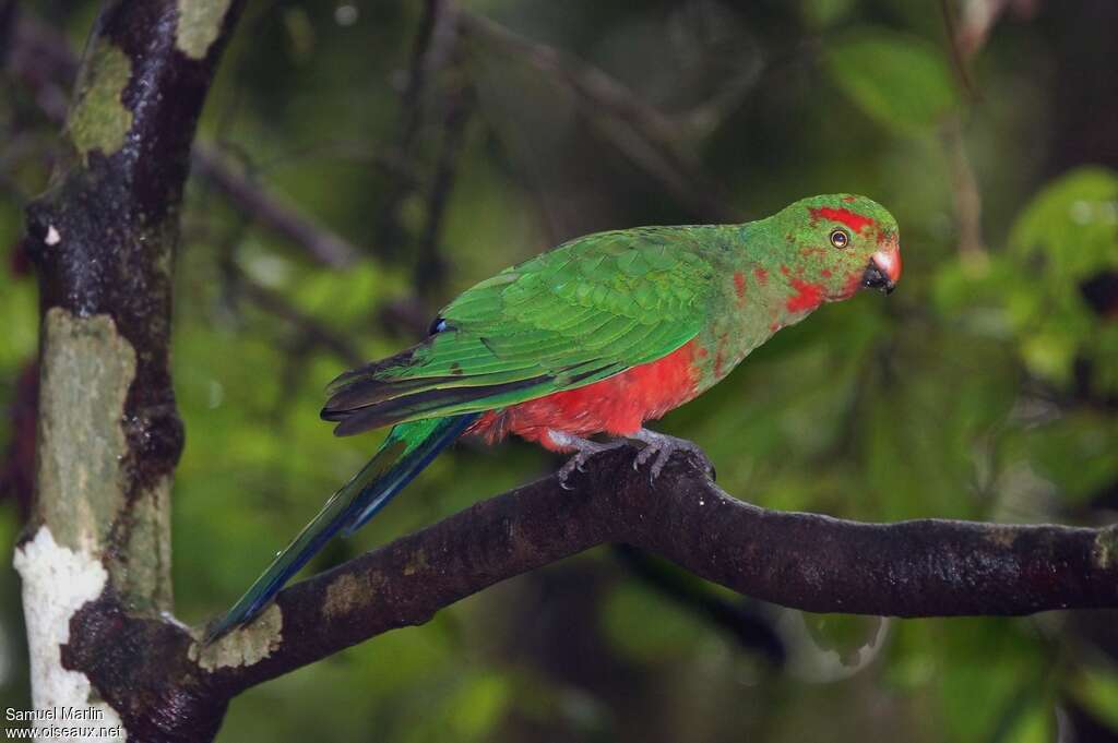 Australian King Parrot male immature, identification