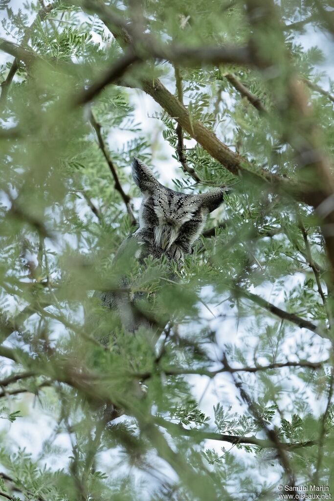 Northern White-faced Owladult