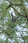 Northern White-faced Owl