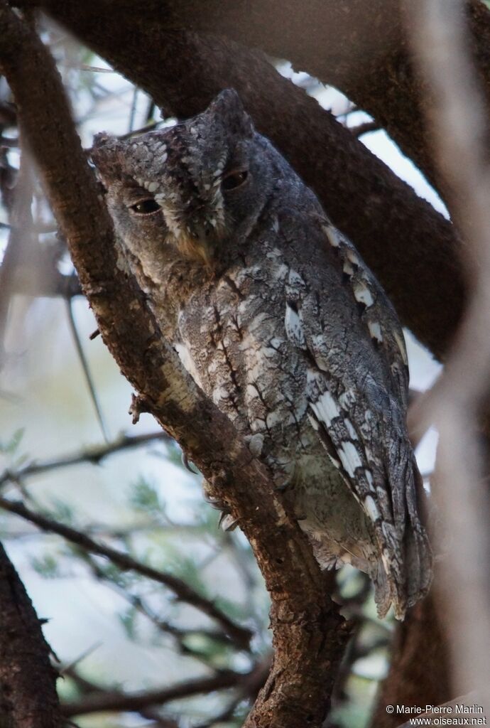 African Scops Owladult