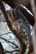 African Scops Owl