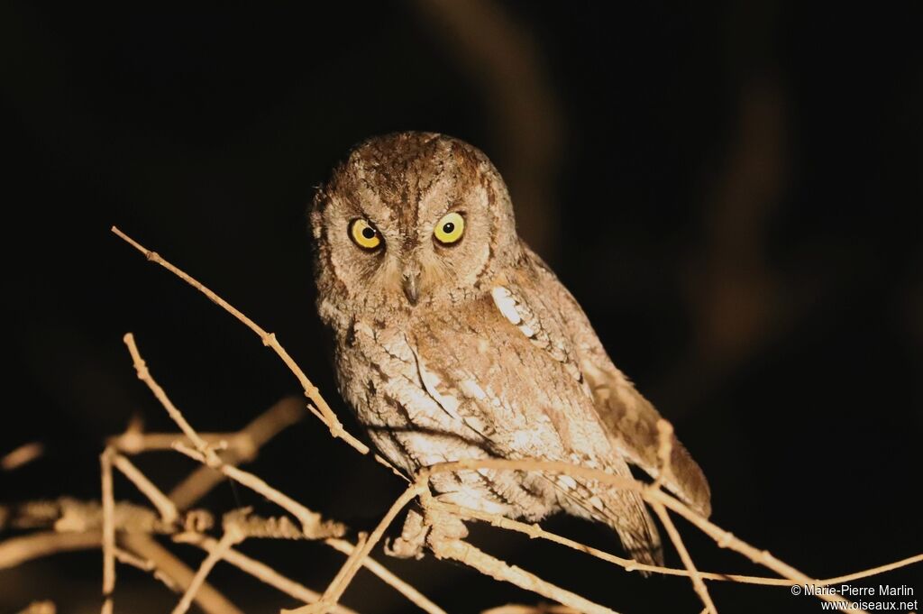 African Scops Owladult