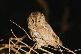 African Scops Owl