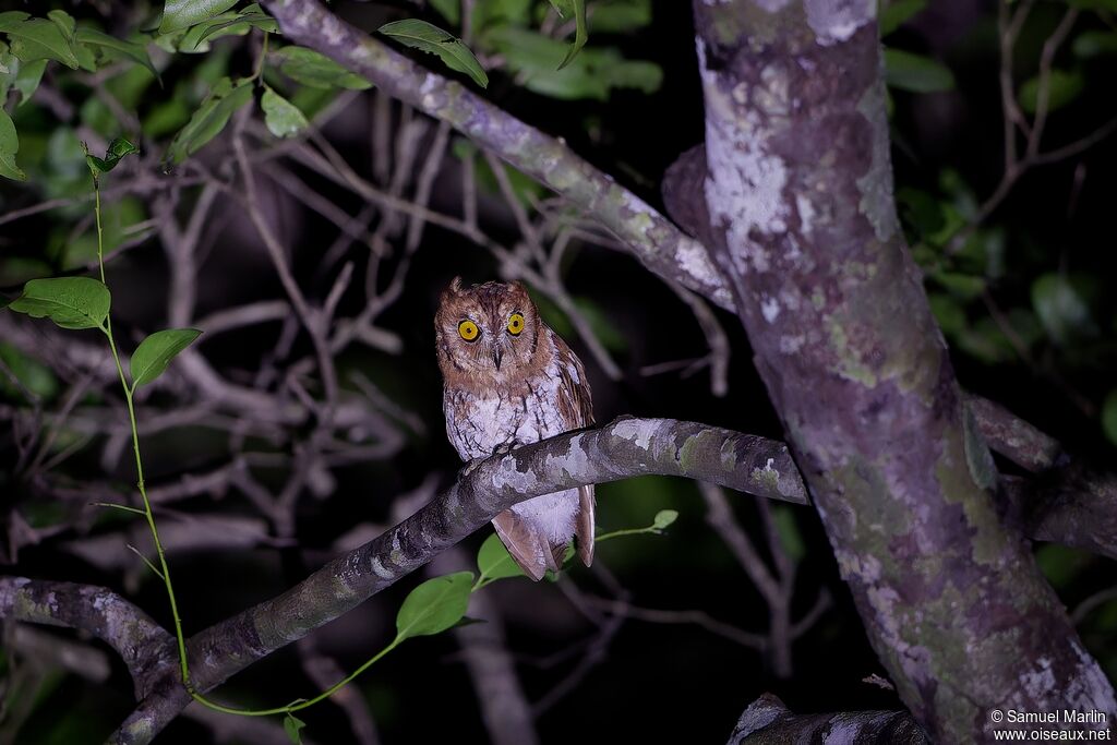 Oriental Scops Owl