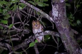 Oriental Scops Owl