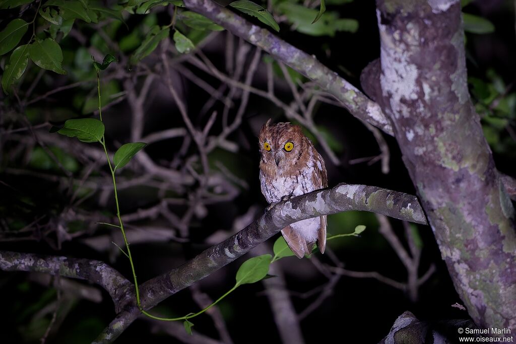 Oriental Scops Owladult