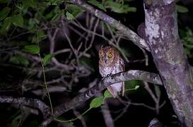 Oriental Scops Owl