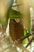 Serendib Scops Owl