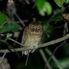 Petit-duc de Sérendip