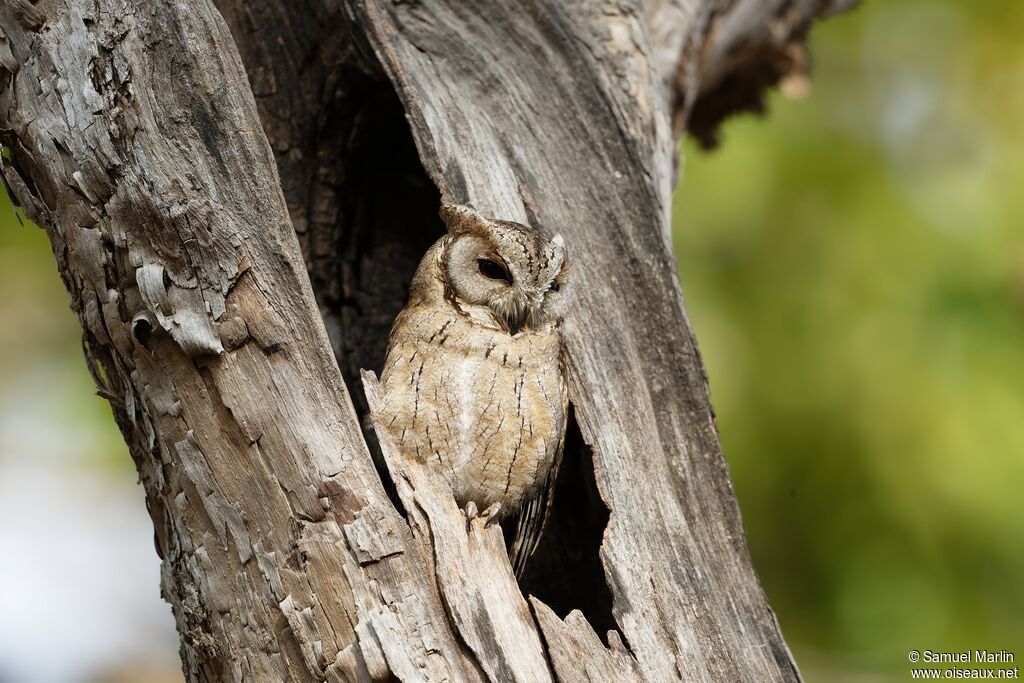 Indian Scops Owladult