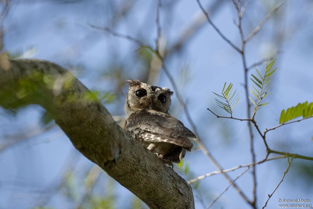 Indian Scops Owladult