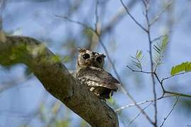 Indian Scops Owl