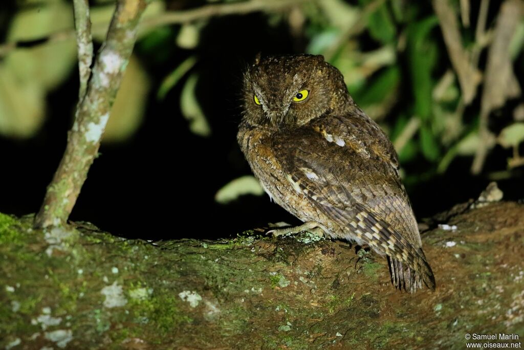 Rainforest Scops Owladult