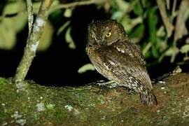 Rainforest Scops Owl